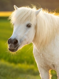 Pony, Shetland pony, mold, gelding, portrait, evening sun, back light