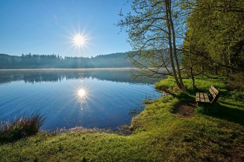 Quiet lakeside landscape at sunrise, with trees and a wooden bench in the foreground,