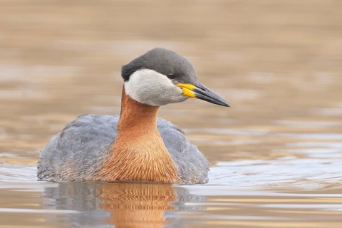 Red-necked Grebe (Podiceps grisegena) grebe, shallow water zone, wildlife, nature photography,