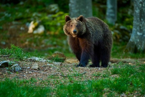 A curious brown bear peeks out from the green forest, European brown bear (Ursus arctos), Slovenia