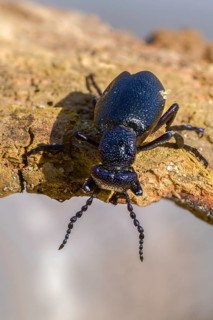 Black oil beetle, meloe proscarabäe, black-blue oil beetle, black mayworm, beetle, coleoptera, high