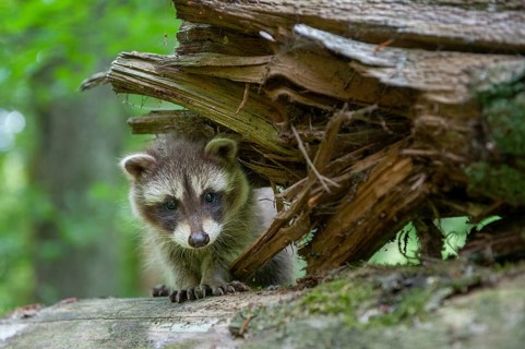 Young raccoon (Procyon lotor) on a discovery tour, Steinhagen, North Rhine-Westphalia, Germany