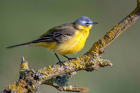 Motacilla flava, sheeptail, western yellow wagtail, yellow wagtail, birds, male, passeri,