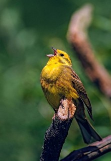 Emberiza citrinella, Yellowhammer, Yellowhammer, birds, song, high size, portrait format, leo,