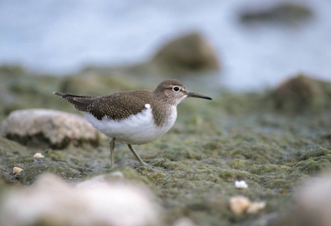 Actitis hypoleucos, common sandpiper, sandpiper birds, charadriiformes, leo, limikolen, snipe