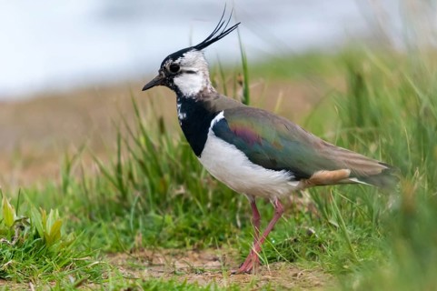 Lapwing, vanellus vanellus, birds, charadriiformes, limikolen, plovers, birds, waders, waders