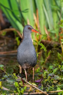 Rallus aquaticus, water rail, birds, gruiformes, high size, portrait, crane birds, rails, railings,