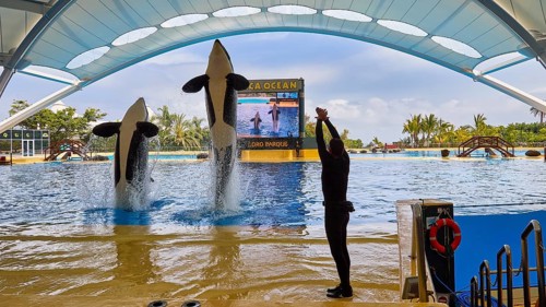 Three killer whales jumping out of the water during a show in the water park, orca (Orcinus orca),