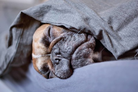 Close up of fawn French Bulldog sleeping under blanket with closed eyes