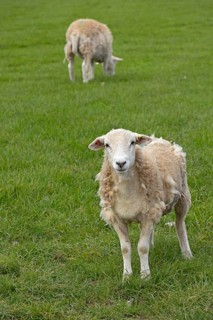 Sheep looking at camera, Alveston, Stratford-upon-Avon, Warwickshire, England, Great Britain