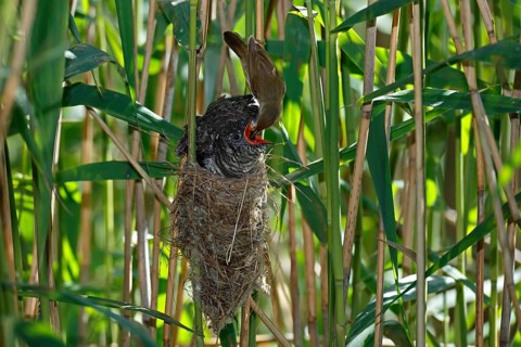 Common Cuckoo & Eurasian Reed Warbler (Cuculus canorus & Acrocephalus scirpaceus) Eurasian Reed