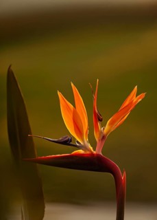 Bird-of-paradise flower (Strelitzia reginae) in the evening light, Cyprus