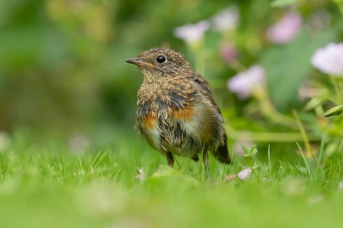 European robin (Erithacus rubecula) juvenile baby garden bird on a grass lawn in summer, England,
