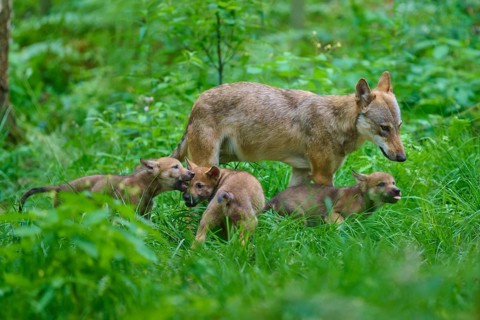 A family of wolves with their pups playing in the thick forest undergrowth, summer, wolf (Canis