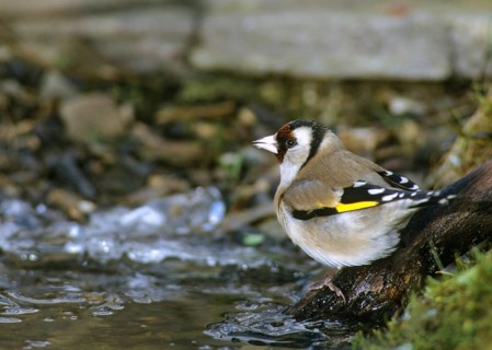 Carduelis carduelis, goldfinch, goldfinch, goldfinch, bath, bird bath, birds, passeri, songbirds,