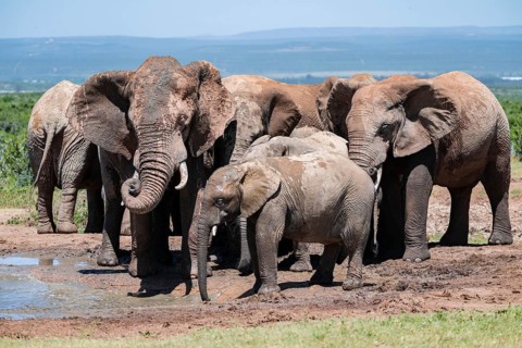 Herd of African elephants (Loxodonta africana) at a waterhole, Addo Elephant National Park, Eastern