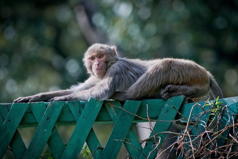 Monkey lying on a green fence, Shimla, Himachal Pradesh, North India, India