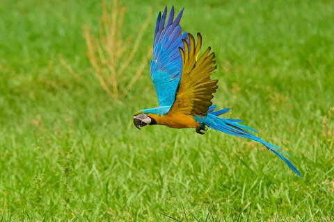 A parrot in flight, with vibrant blue and yellow feathers, flying over a green meadow: the