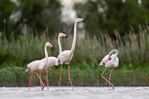 A group of greater flamingos (Phoenicopterus roseus), standing in the water, Camargue Regional