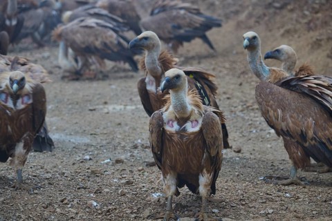 A group of vultures standing close together on the ground, griffon vultures (Gyps fulvus),