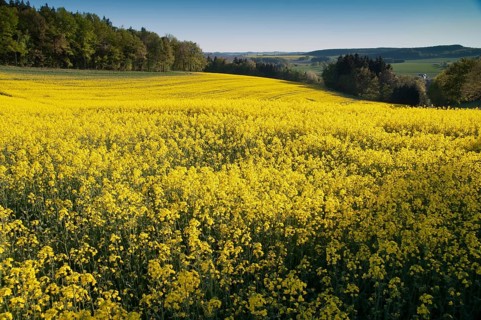 Germany, Greiz, Thuringia, Thuringia, cultivated landscape, spring, cultural landscape, landscape,