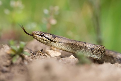 Coronella Austriaca, smooth snake, critters, reptilia, reptilia, reptiles, snakes, snakes