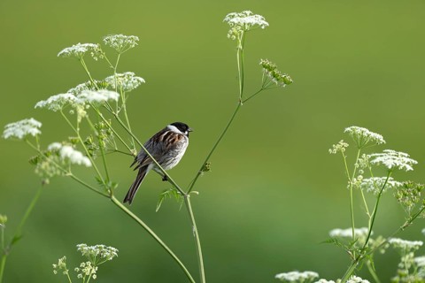 Reed Bunting (Emberiza schoeniclus) perched on meadow cress, Lake Dümmer, Germany