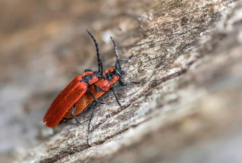 Lycidae, Lygistopterus sanguineus, red net-winged beetle, red-capped beetle, weevil redcover
