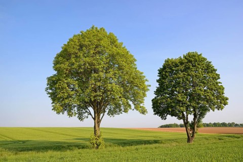 Deciduous trees, maple (Acer) in a rural landscape, blue sky, North Rhine-Westphalia, Germany
