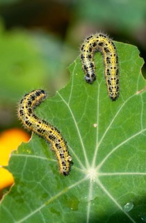 Large cabbage whitening, large white, Pieris brassicae, butterfly, high size, portrait, insects,