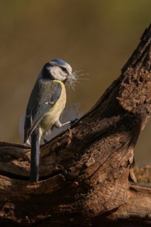 Blue tit, parus caeruleus, birds, feather, high size, portrait format, tits, nest building,