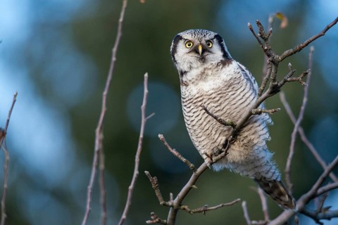 Hawk owl, sparrow owl, surnia ulula, birds, owls, northern hawk owl, owls, strigiformes, birds