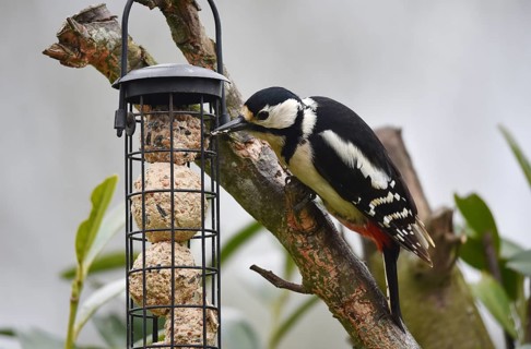 Great spotted woodpecker (Dendrocopos major) eating fat balls, Schleswig-Holstein, Germany