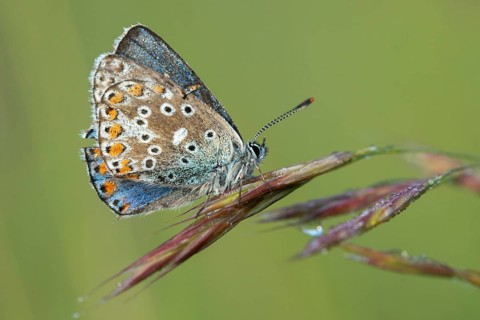 Adonis blue, sky blue blue, Lysandra bellargus, polyommatus bellargus, flew off, blue, butterfly,