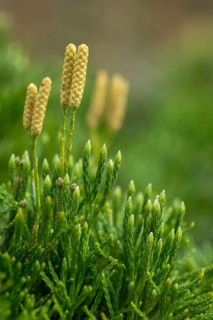 Bearlobe family, diphasiastrum complanatum, flatbear lobe, common flatbear lobe, lycopodiaceae,