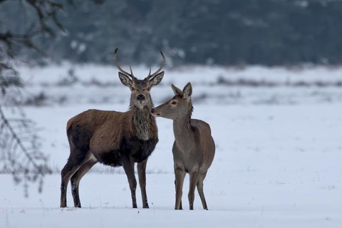 Red deer (Cervus elaphus) and red deer in a meadow in a snow-covered winter landscape, winter,