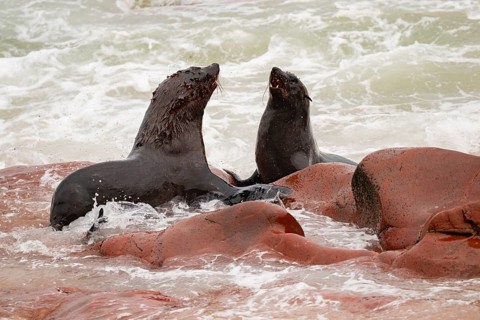Male fur seals fighting for territory, Cape fur seal (Arctocephalus pusillus), Cape Cross, Atlantic