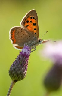 Fire butterfly, small fire butterfly, Lycaena phlaeas, small copper, butterfly, high size, portrait