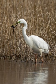 Great white egret (Ardea alba) adult bird in water on the edge of a reedbed with a frog for food in
