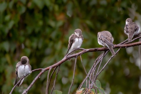 Bank Swallow, Riparia Riparia, Sand Martin, Swallow, Bank Swallow, Birds, Passeri, Songbirds, Birds