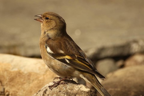 Chaffinch (Fringilla coelebs) female at a garden pond, Allgäu, Bavaria, Germany