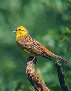 Emberiza citrinella, goldammer, yellowhammer, birds, high size, portrait format, leo, male,
