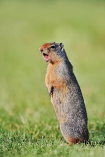 A Columbia ground squirrel (Urocitellus columbianus, Spermophilus columbianus) stands upright in a