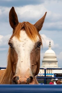 Washington, DC USA - 26 June 2026 - Rodeo 250 is held on the National Mall as part of the Great