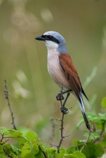 Lanius Collurio, red-backed shrike, redback shrike, birds, Bulgaria, high size, portrait format,