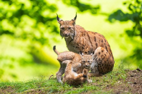 Eurasian lynx (Lynx lynx) mother with her youngsters (cubs) in a forest, Bavaria, Germany