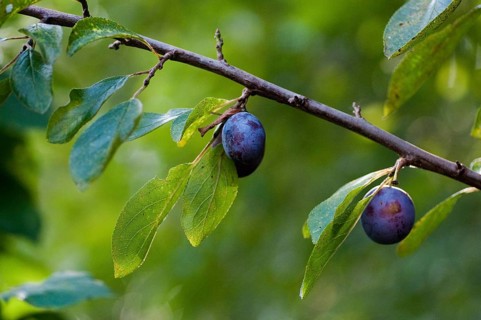 Cultivated plum, cultivated plant, neophyte, plum, Prunus domestica, rosaceae, rose family, flora,
