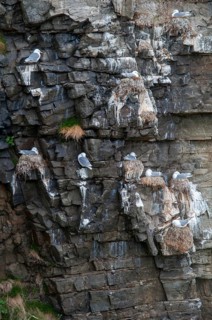 Black-legged Kittiwake, Black-legged Kittiwake, Norway, Rissa Tridactyla, Varanger, Birds,