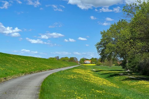 A winding path through a green meadow with yellow flowers under a blue sky with clouds,