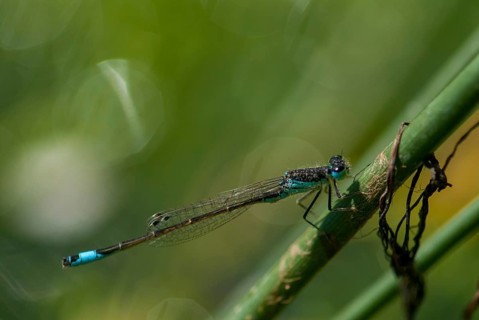 Iberian Bluetail, Ischnura Graellsii, Spanish Dragonfly, Damselflies, Dragonflies, Extremadura,